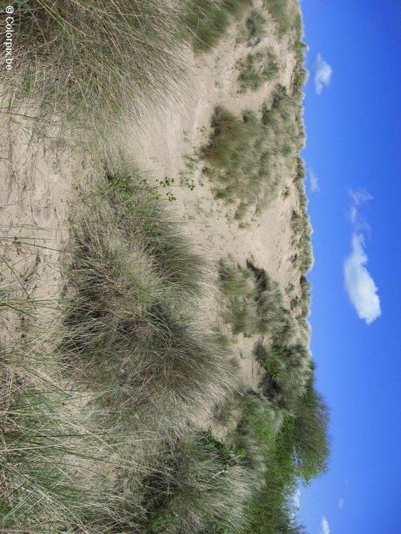 duinen