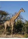 Foto's giraf