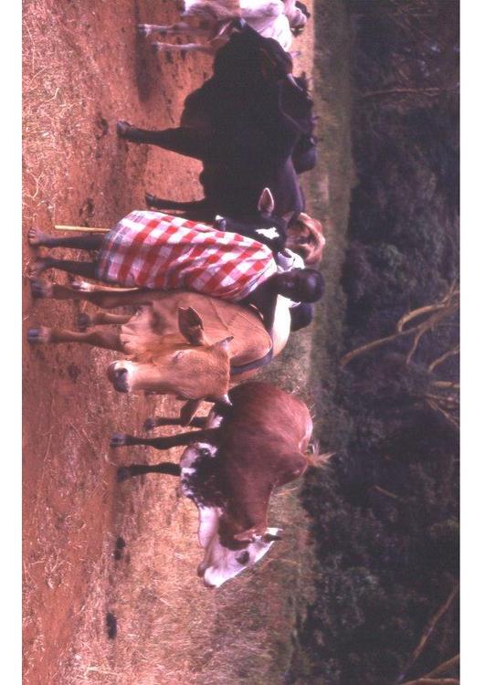 herder in Kenia