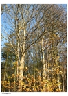 Foto's herfst - bomen