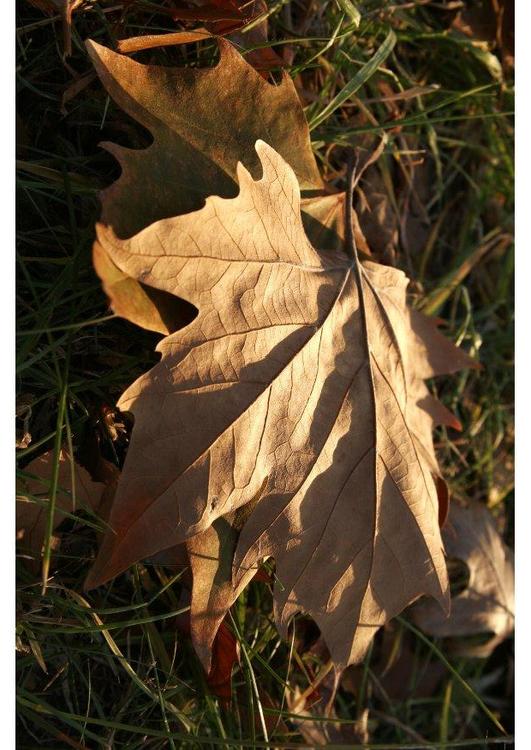 herfstblad