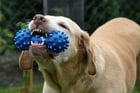 Foto's hond met speelgoed