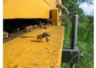 Foto's honingbij bij korf