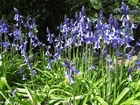 Foto's hyacint 4