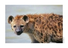 Foto's hyena