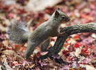 Foto's Japanse eekhoorn