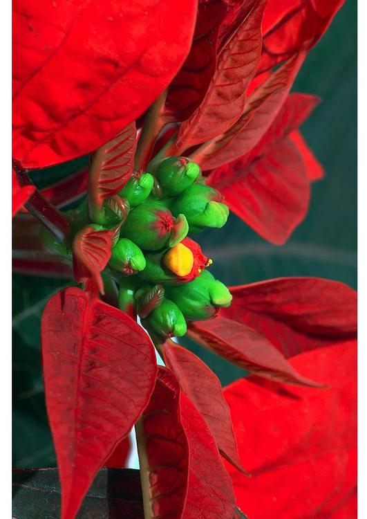 kerstster2