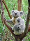 Foto's koala