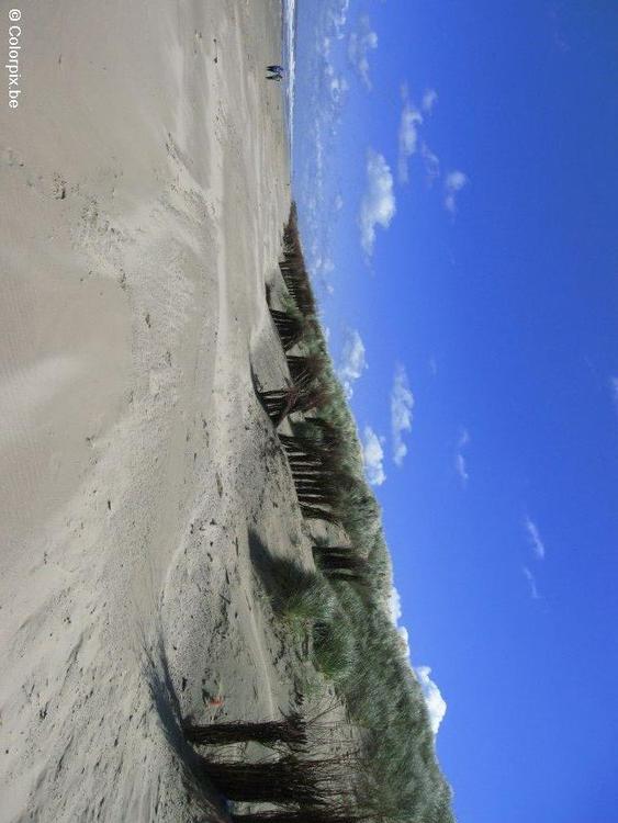 kust strand duinen