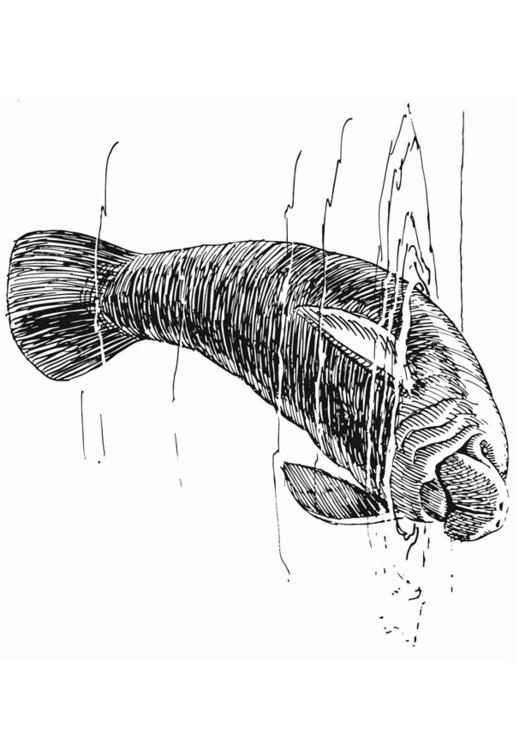 manatee