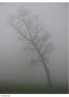 Foto's mist