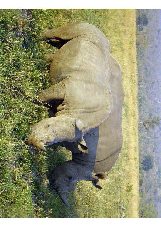 neushoorn