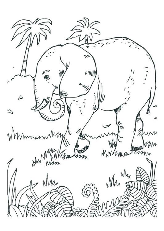 olifant