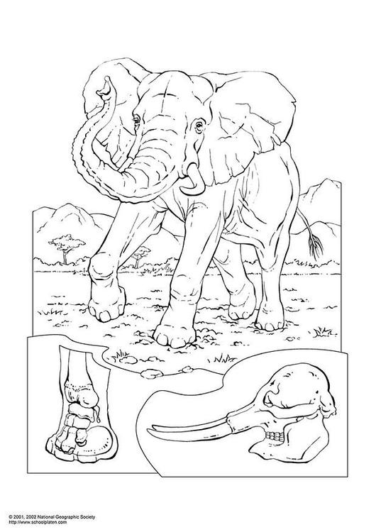 olifant