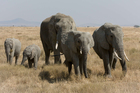 Foto's olifanten