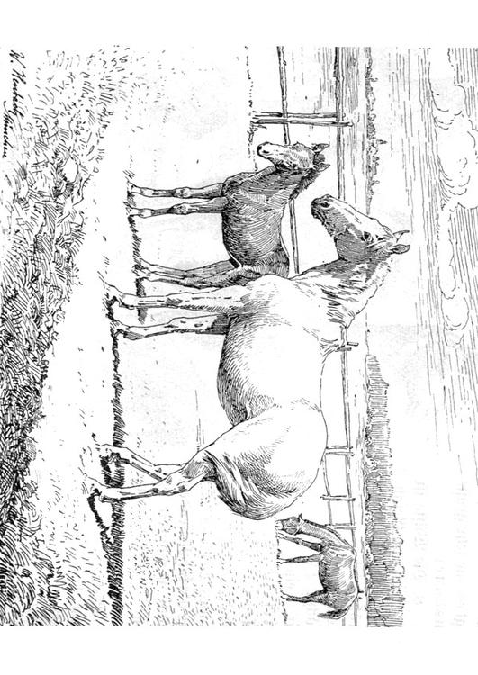 paard met veulen
