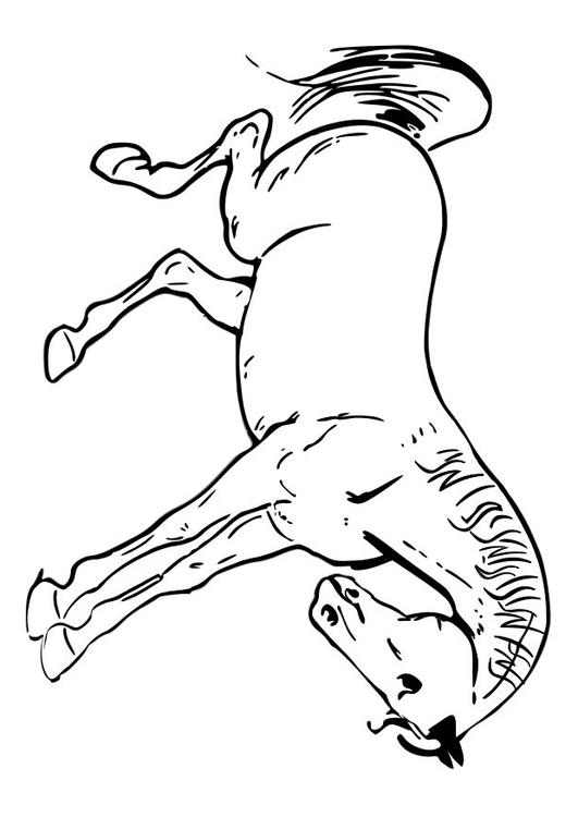 paard