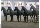 Foto's paarden Xian