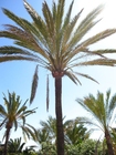 Foto's palmbomen