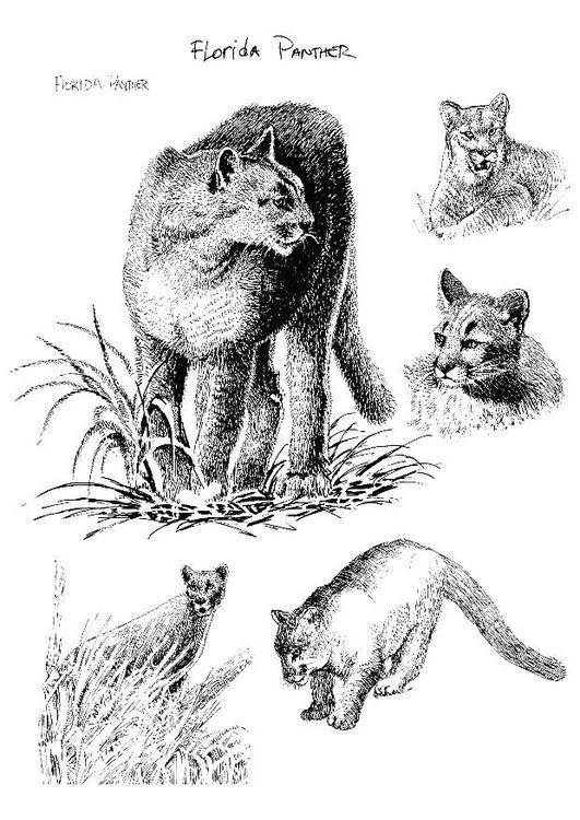 panter
