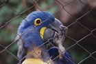 Foto's papegaai in kooi