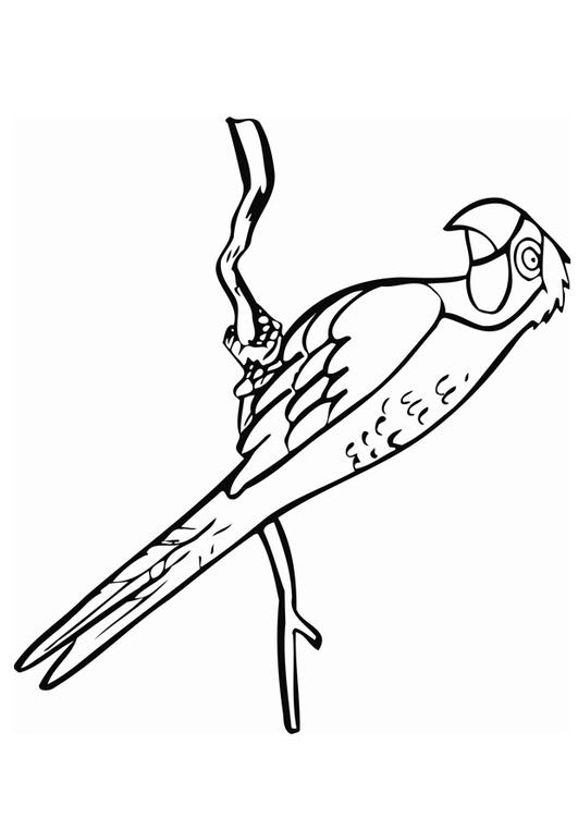papegaai