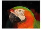 Foto's papegaai