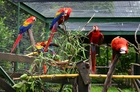 Foto's papegaaien in kooi