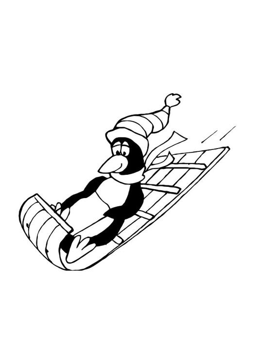 pinguin op slee