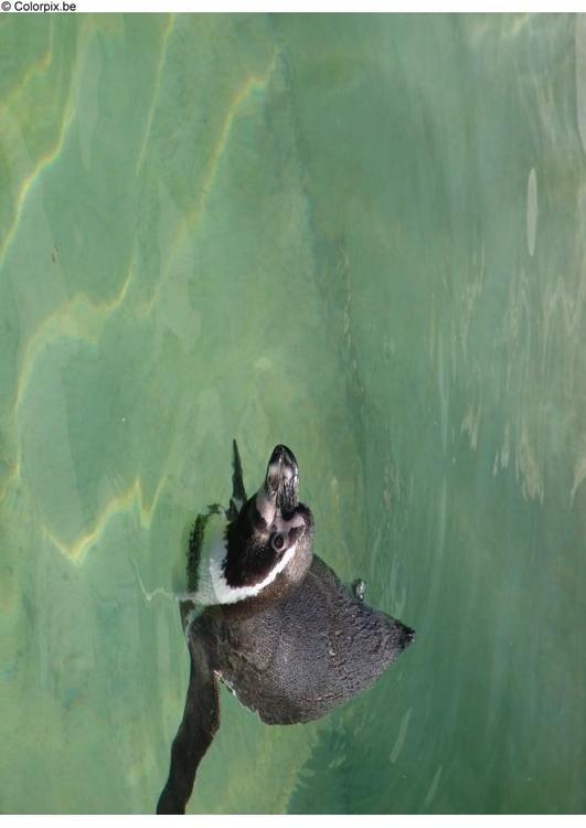 pinguin