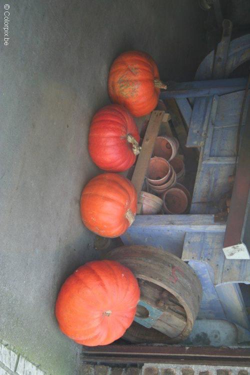 pompoenen