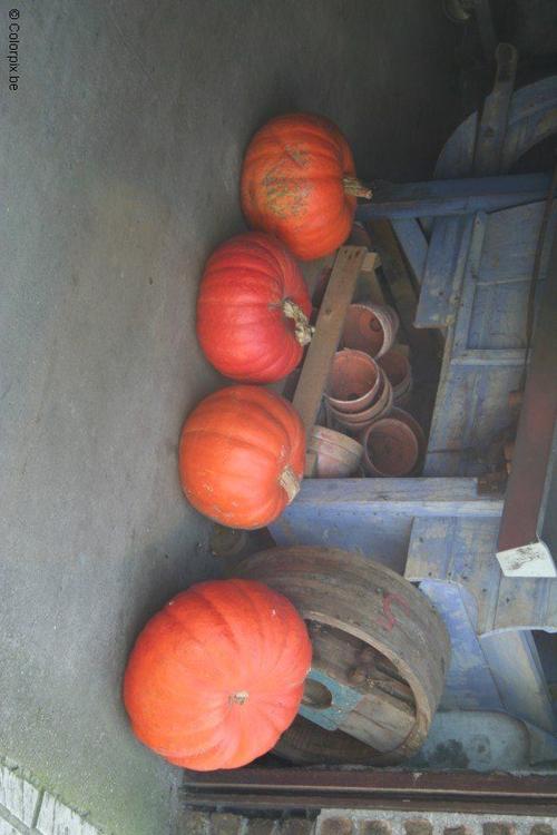 pompoenen