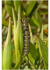 Foto's rups van de monarchvlinder
