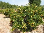 Foto's sinaasappelboom