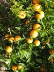 Foto's sinaasappels-