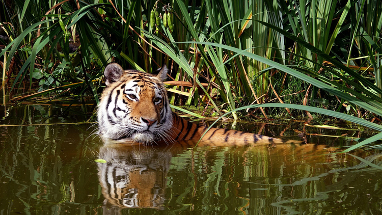 Foto tijger in water