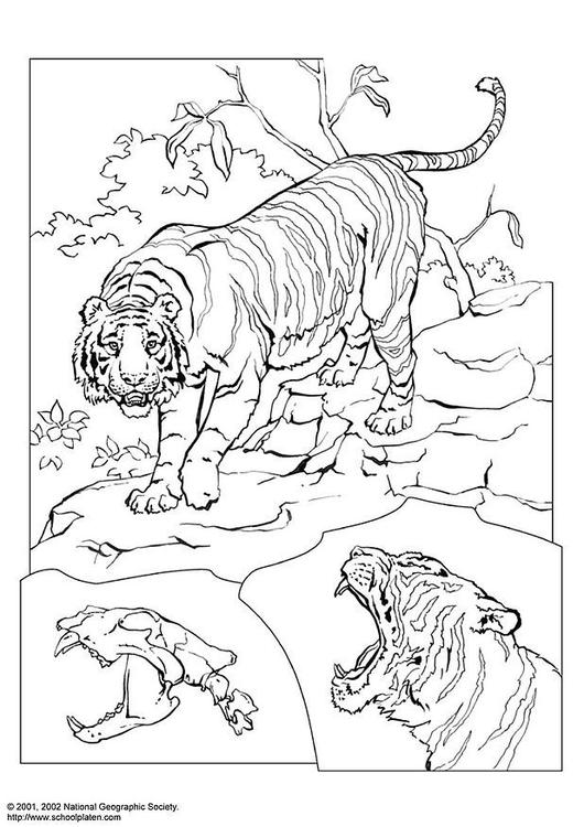 tijger