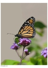 Foto's vlinder 2