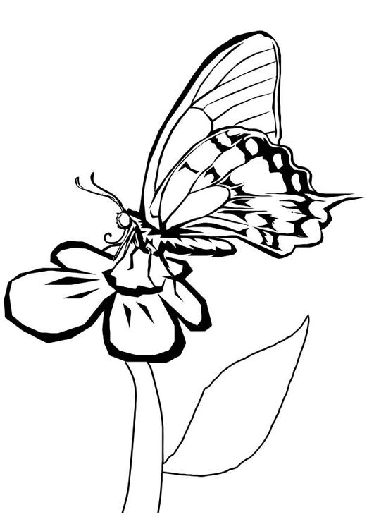 vlinder op bloem