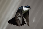 Foto's vogel - Myiagra inquieta