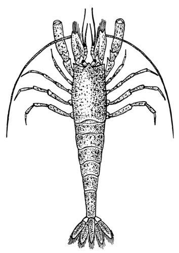 garnaal