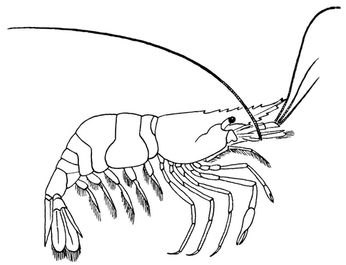 garnaal