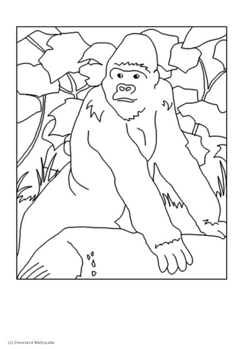gorrila