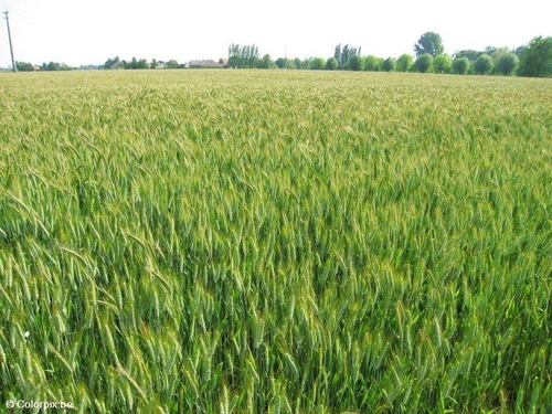 graanveld