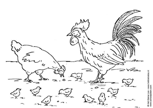 hen, haan en kuikens