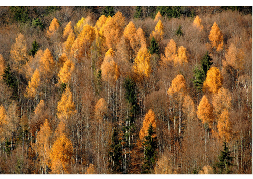 Foto herfst in het bos