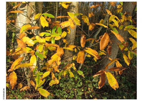 herfst in het bos