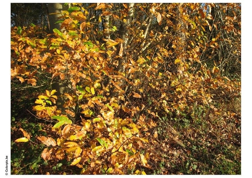 herfst in het bos
