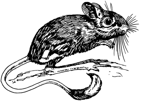 Kleurplaat jerboa - springmuis
