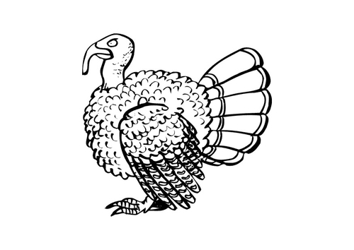 kalkoen